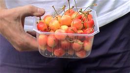 The superbly excellent cherries Michael bought from the cherry stall on the outskirts of Eidfjord